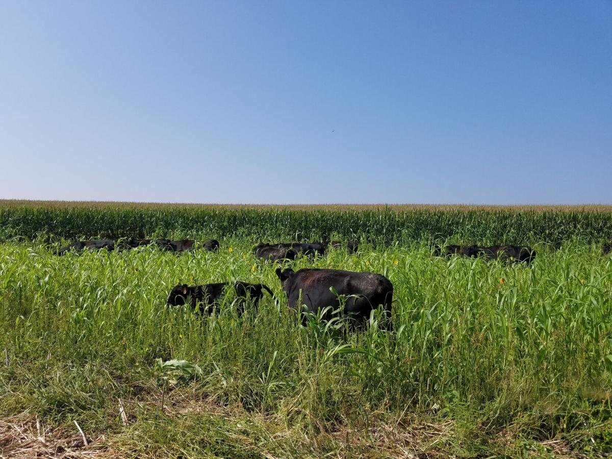 Grazing cropland 1.jpg