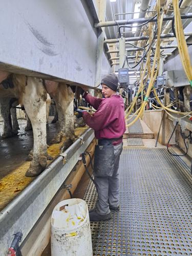 Richard Wipperfurth milking