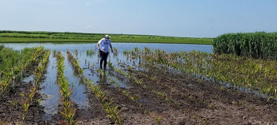 Researcher stands in field