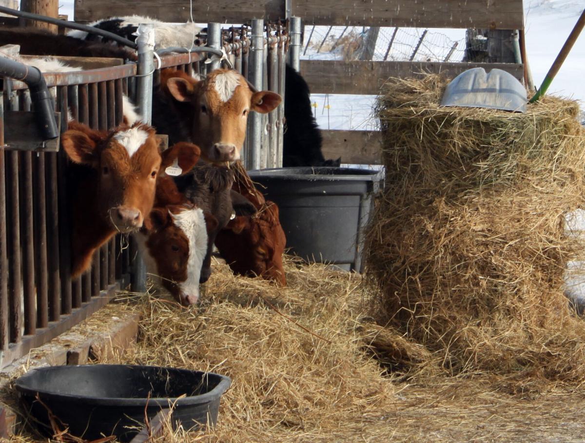 Fritsche calves