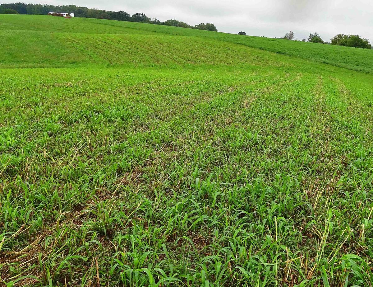 Sudan grass