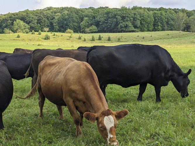 Beef cattle graze in field