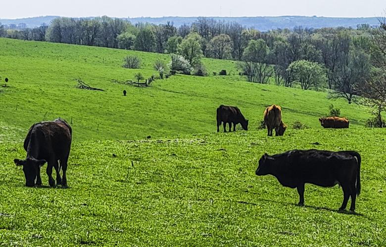 Beef cattle at Spring Creeks Cattle Co.
