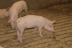 Pork producers: profitable times