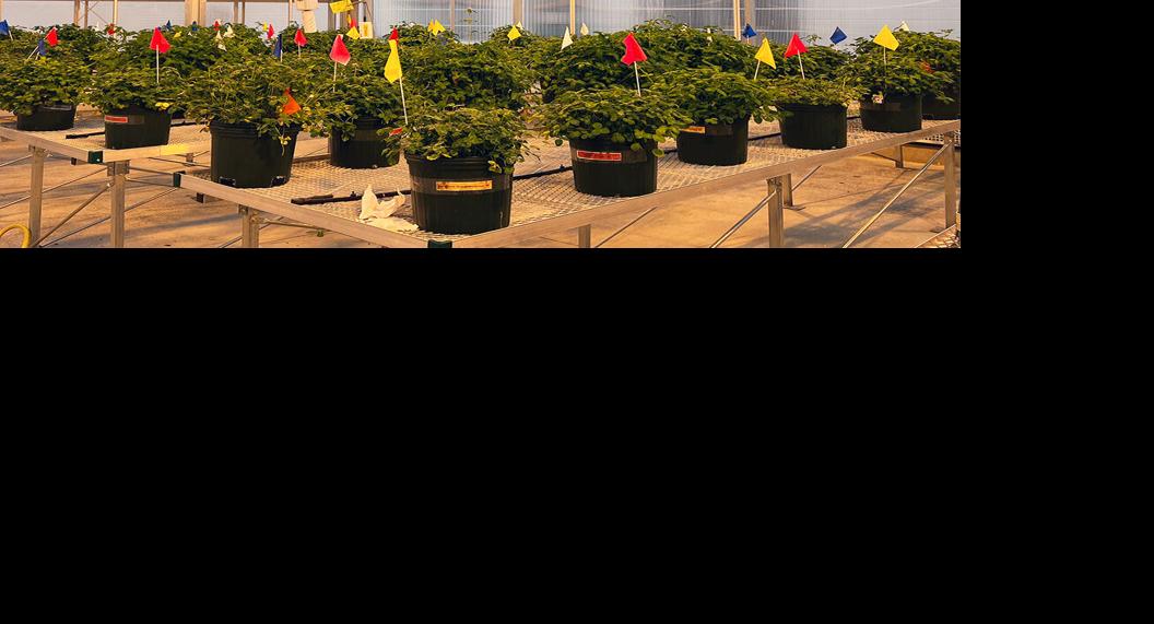 Plants in greenhouse