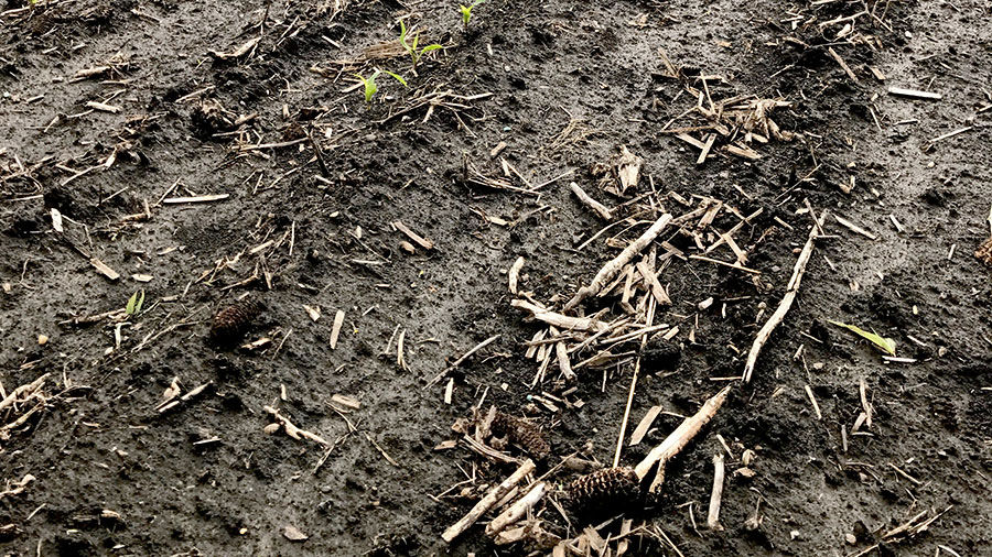 Wet Illinois field