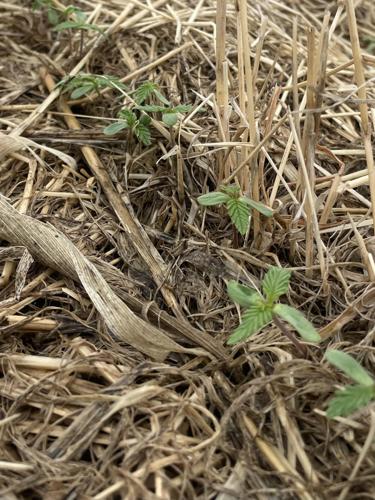 hemp through oat cover crop.jpg