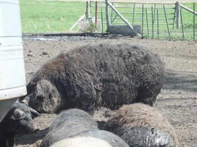 mangalitsa pigs