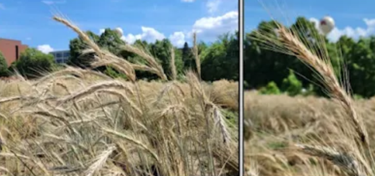Rye
