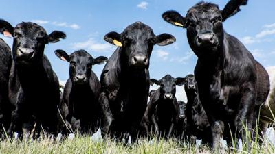 Angus producers offered genetic premium by packing company