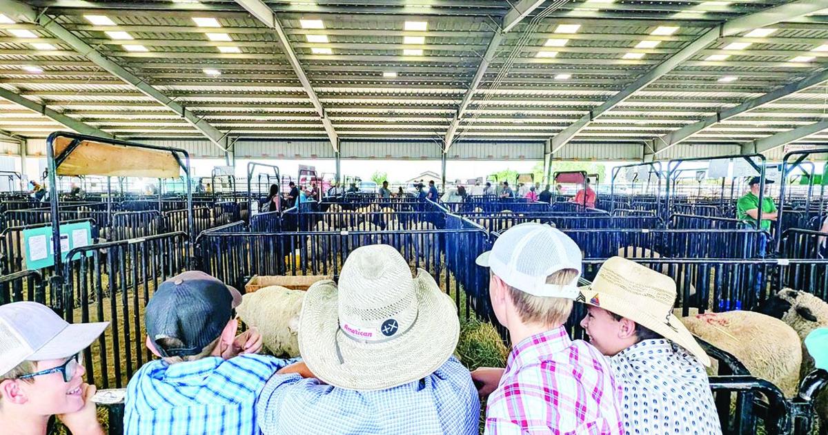 Miles City Ram and Ewe Sale strong amid market uptick