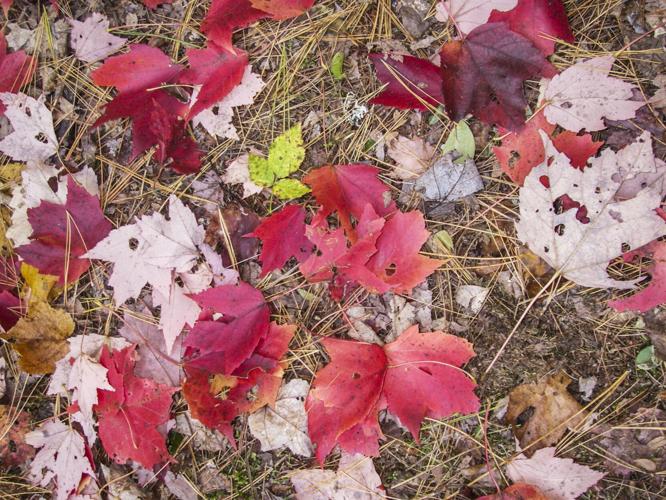 Fall leaves