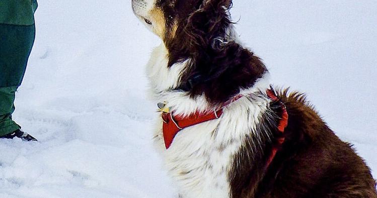 Red trains human on ice