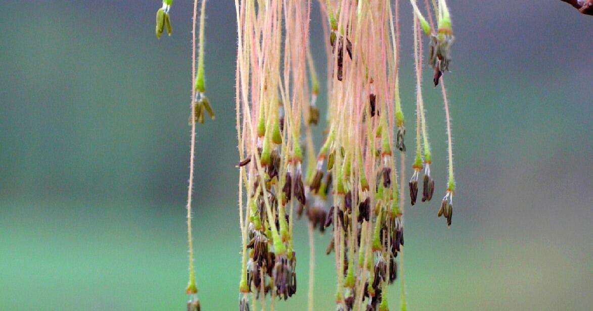 Rains impact May gathering