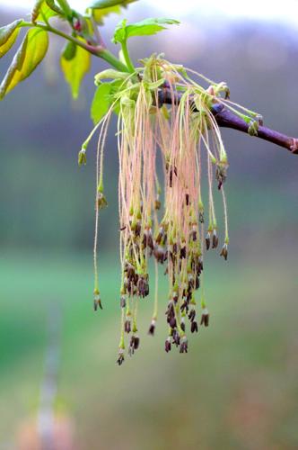 Boxelder