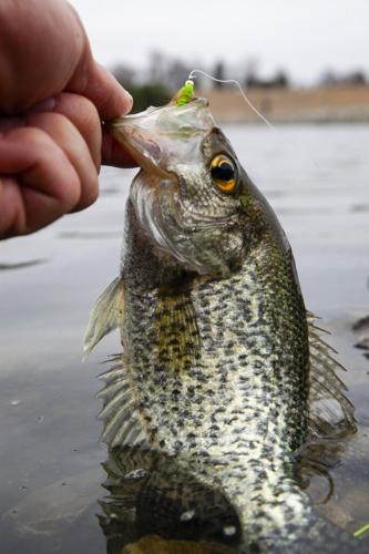 Bill May: Cold water panfish are plentiful this time of year