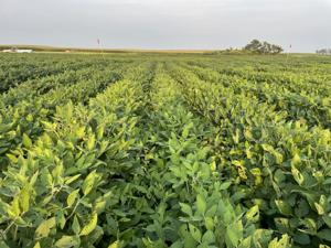 Why insects target unhealthy crops: What soil biology has to do with it