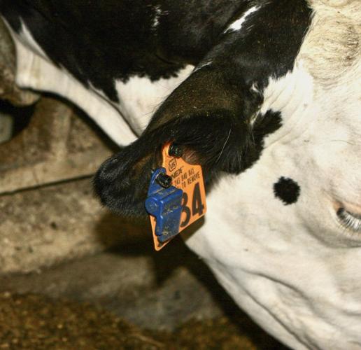 Ear tag