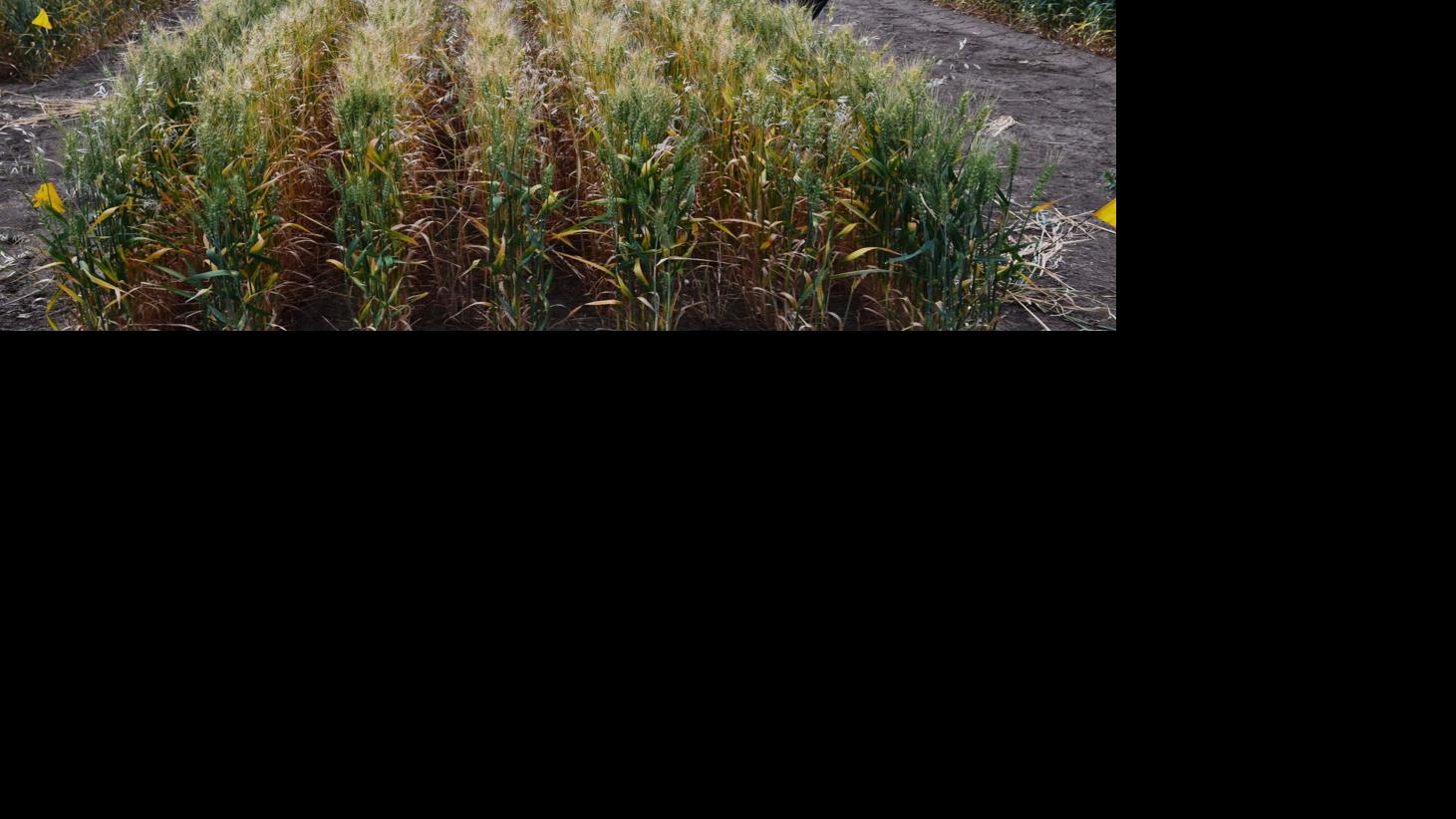 Scientists study crop canopy to control resistant wild oat Crop