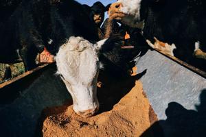 Targeted grazing 4.jpg