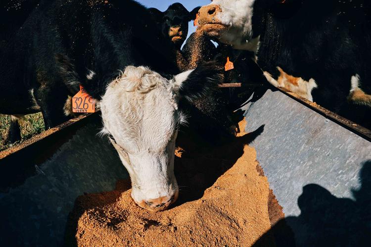 Targeted grazing 4.jpg