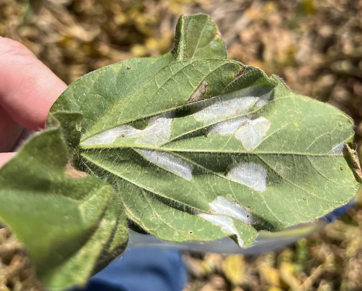 Soybean tentiform leafminer 1.jpg