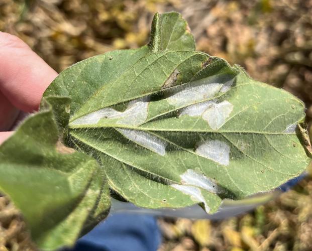 Soybean tentiform leafminer 1.jpg