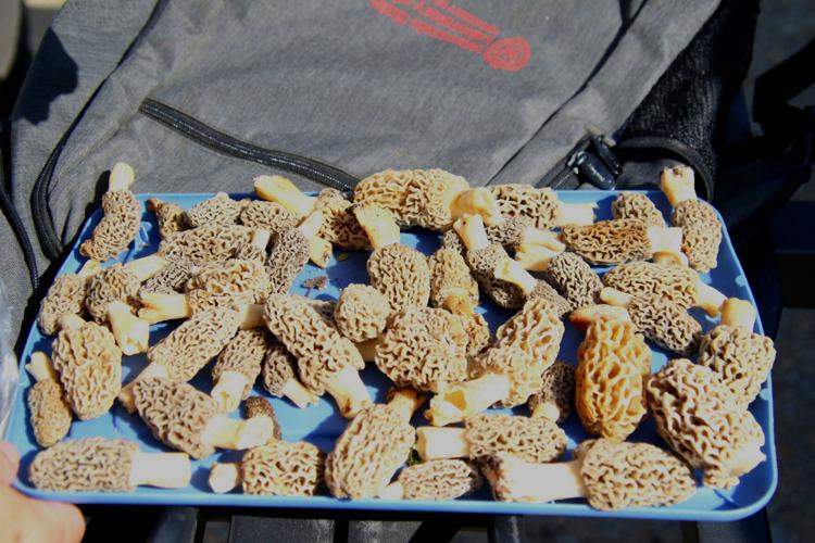 Mushrooms