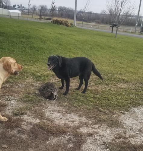 Candid Canine Corner
