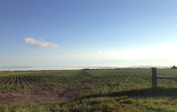 Aberdeen soybeans