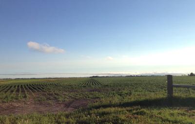 Aberdeen soybeans
