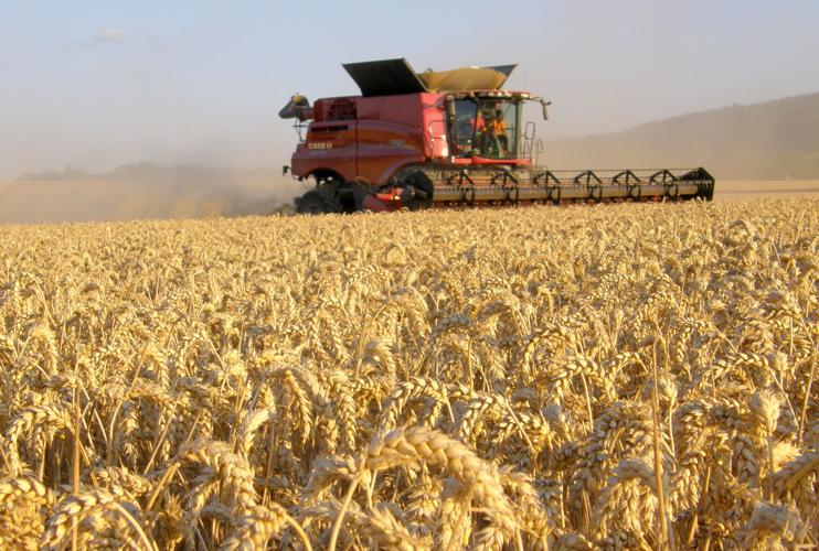Combine in field