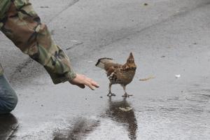 Grouse