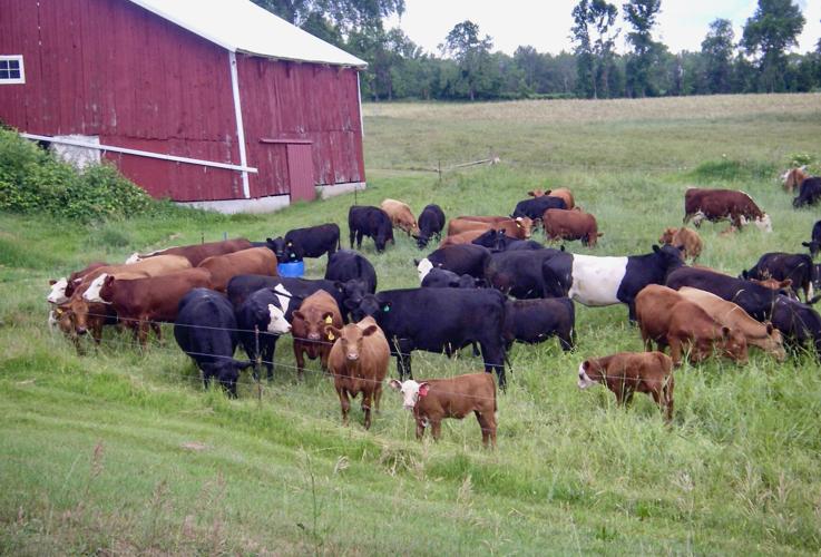 Cows