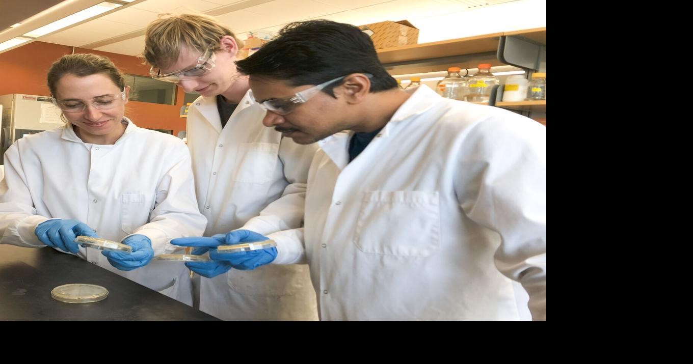 UW develops biofertilizing bacterium