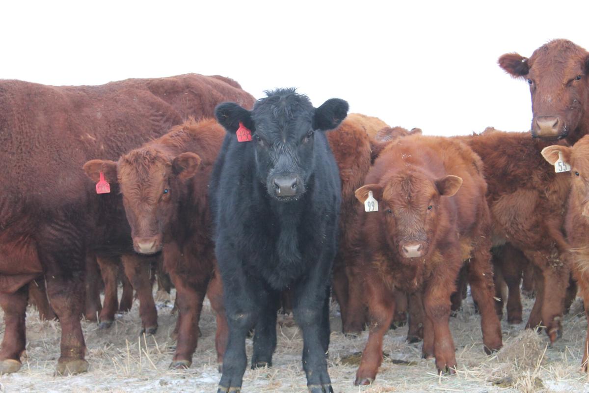 cow