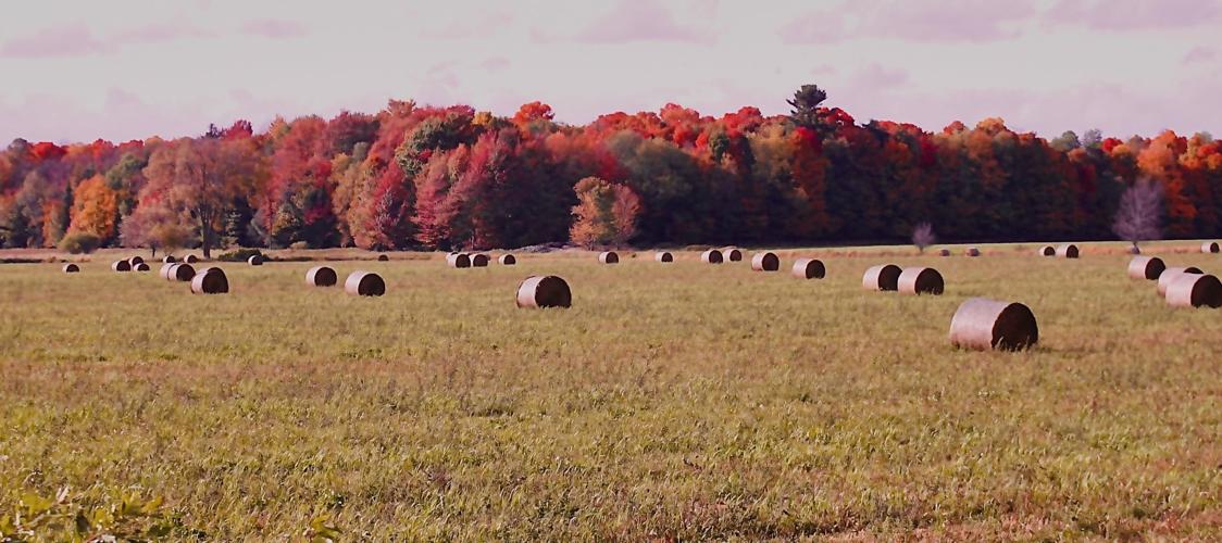Hay bales in field