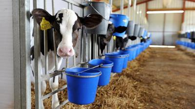 Calf looks out of pen