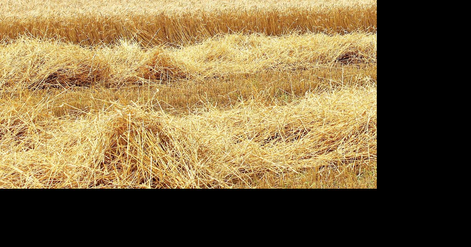 wheat hay