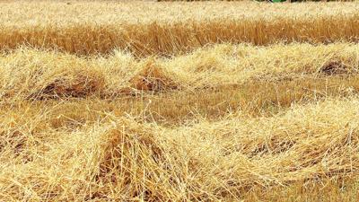 wheat-straw-harvest