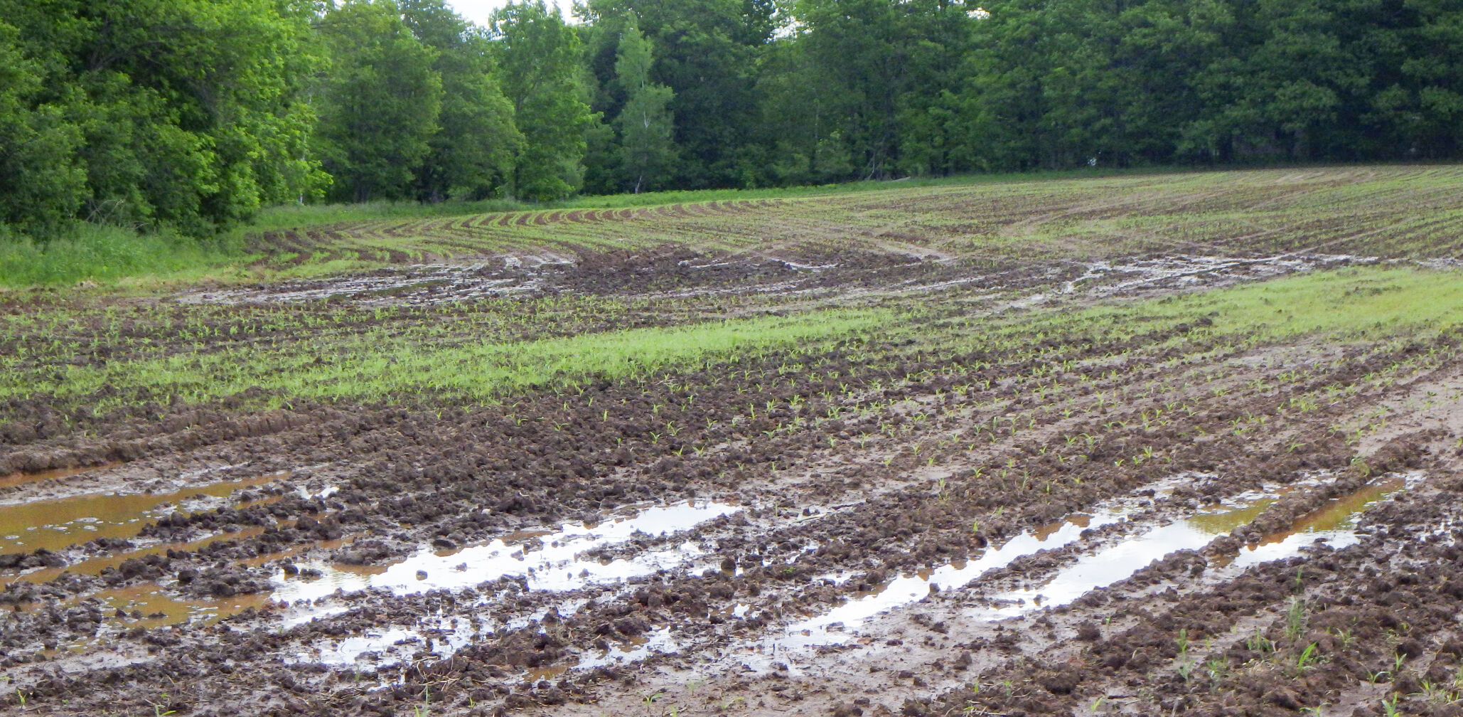 Wet field