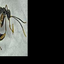 Enlist enemy to eliminate pest