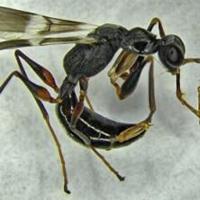 Enlist enemy to eliminate pest