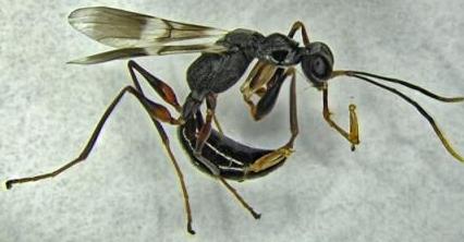 Parasitic wasp