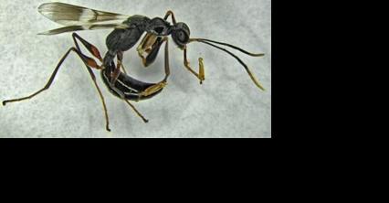 Parasitic wasp