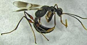 Parasitic wasp