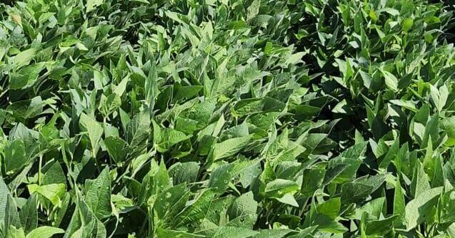 OSU soybean plot