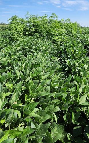 OSU soybean plot