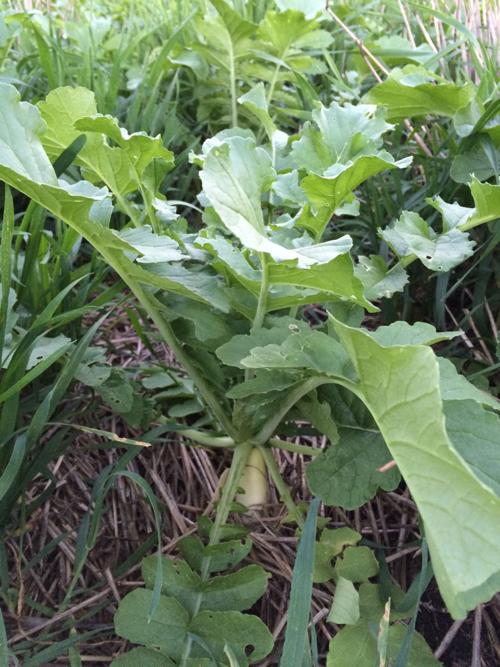 Cover crop