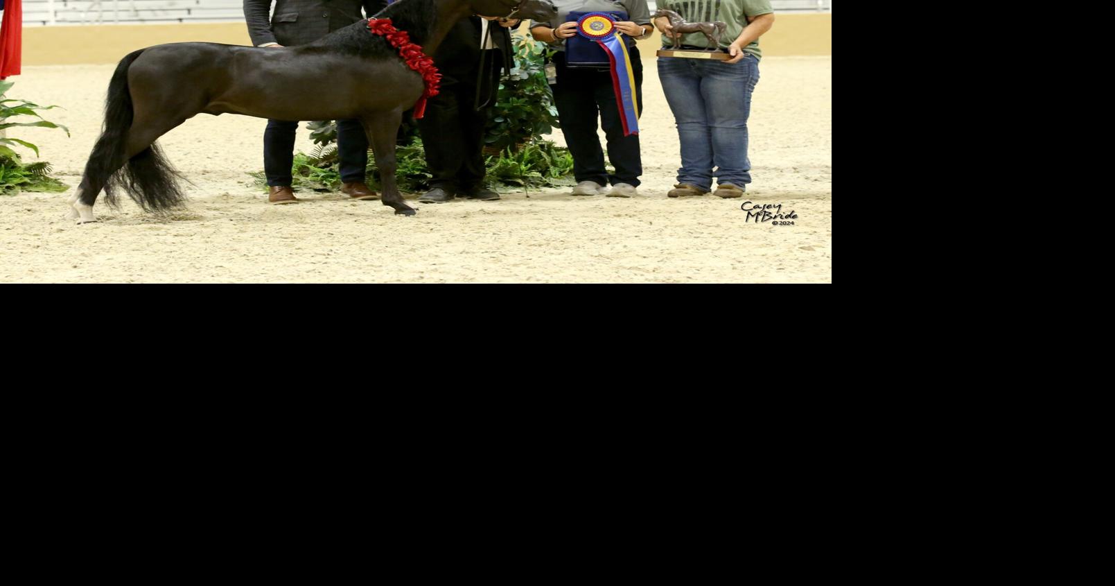 5 Memphis Congress Grand Champion Stallion over 2024.jpg